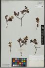 Foto von Salix waldsteiniana Willd.